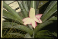 124019 Archmea Mariae Reginae (Urn Plant) A4 Photo Print