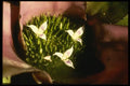 124020 Neoregelia 'Painted Lady' (Blushing Bromelvad) A4 Photo Print