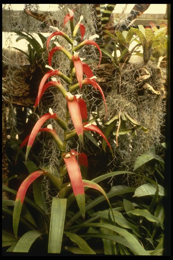 124021 Guzmania Wittmackii A4 Photo Print