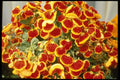124022 Calceolaria Species Slipper Flower A4 Photo Print