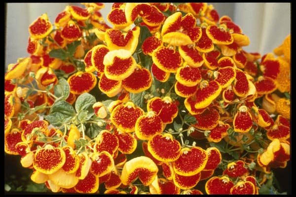 124022 Calceolaria Species Slipper Flower A4 Photo Print