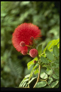 124023 Calliandra Inaquilatera (Powder Puff) A4 Photo Print