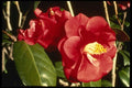 124024 Camellia Japonica 'A. Audusson' (Common Camellia) A4 Photo Print