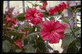 124025 Hibiscus Rosasinensis (Chinese Hibiscus) A4 Photo Print
