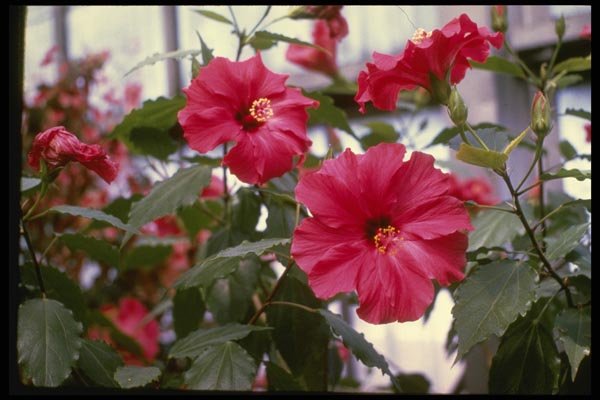 124025 Hibiscus Rosasinensis (Chinese Hibiscus) A4 Photo Print