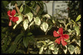 124026 Hibiscus Rosasinensis 'Cooperi' (Chinese Hibiscus) A4 Photo Print