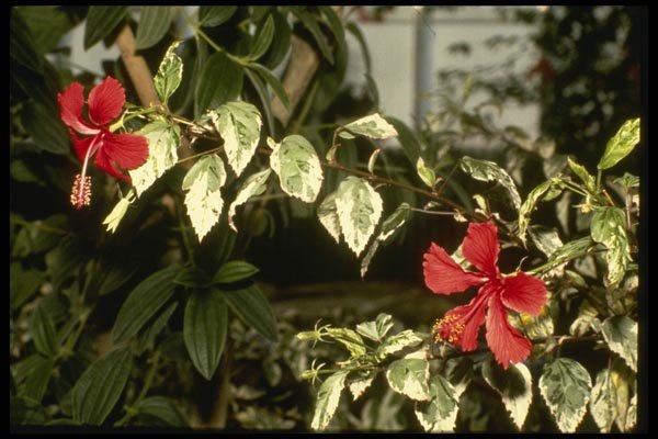 124026 Hibiscus Rosasinensis 'Cooperi' (Chinese Hibiscus) A4 Photo Print