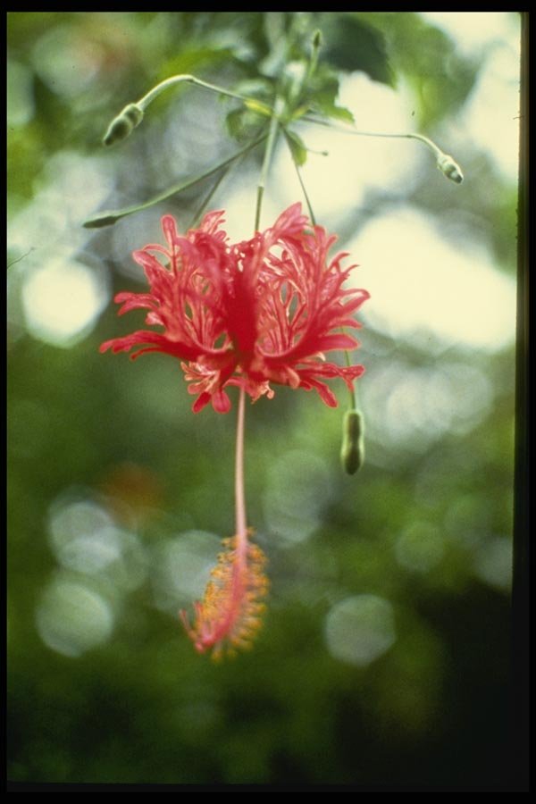 124027 Hibiscus Schizopetalus (Fringed Hibiscus) A4 Photo Print