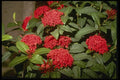 124028 Ixora 'Trinidad Red' (Flame Of The Woods) A4 Photo Print