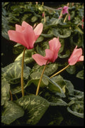 124029 Cyclamen Persicum 'Rose Of Aalsmeer' A4 Photo Print
