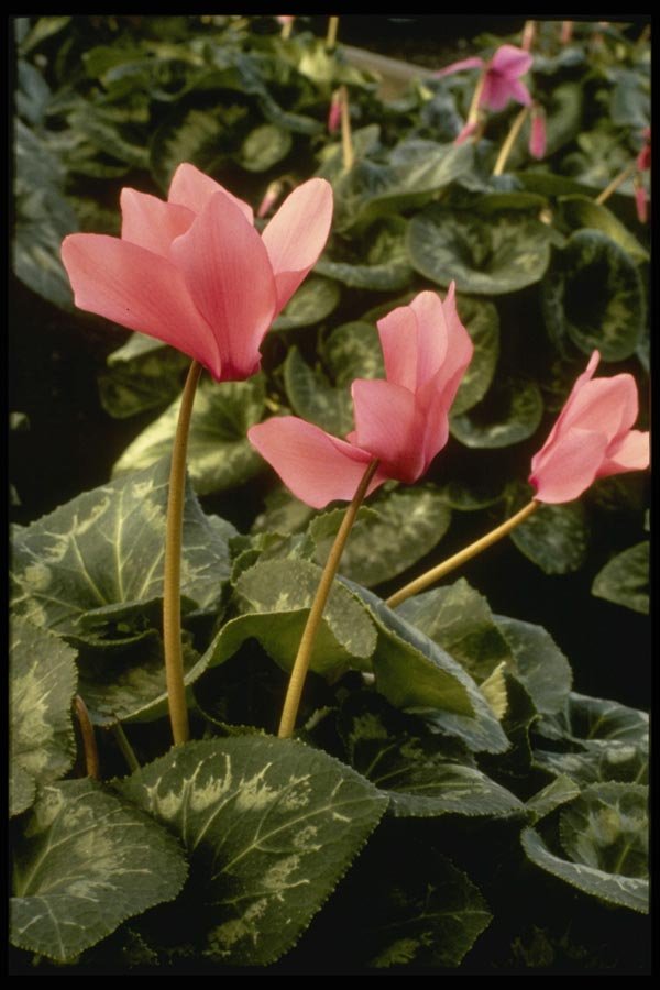 124029 Cyclamen Persicum 'Rose Of Aalsmeer' A4 Photo Print