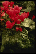 124030 Cyclamen Persicum 'Alouette' A4 Photo Print