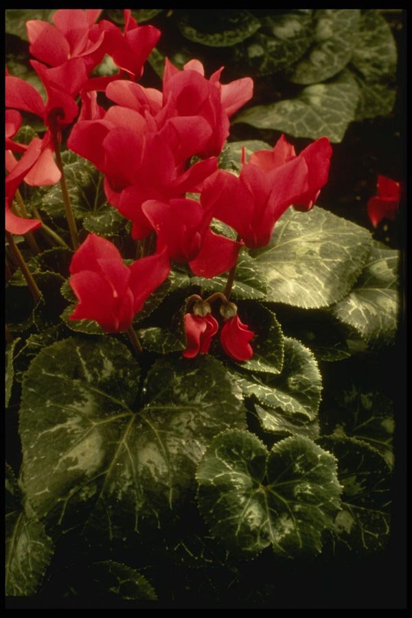124030 Cyclamen Persicum 'Alouette' A4 Photo Print