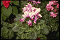 124031 Cyclamen Indicum A4 Photo Print