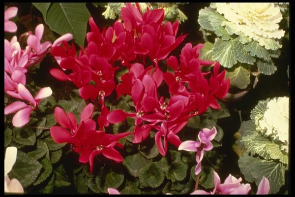 124032 Cyclamen Indicum A4 Photo Print
