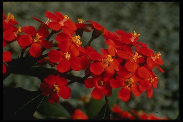124033 Euphorbia Fulgens Scarlet Plume A4 Photo Print