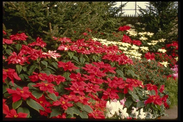 124035 Euphorbia Pulcherrima (Poinsettia) A4 Photo Print