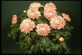 124036 Chrysanthemum 'Cristal' (Florist Chrysanthemum) A4 Photo Print