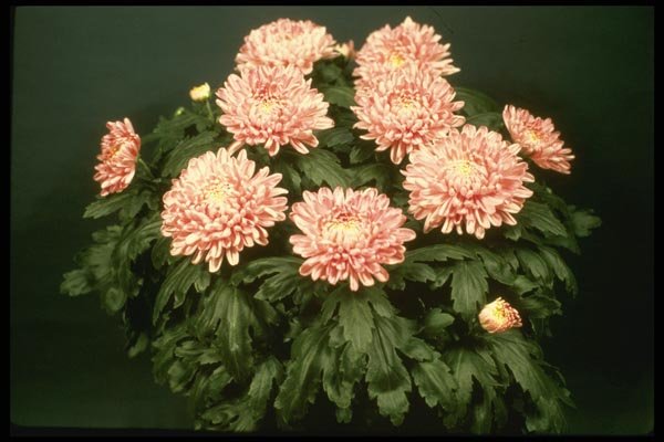 124036 Chrysanthemum 'Cristal' (Florist Chrysanthemum) A4 Photo Print
