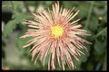 124037 Chrysanthemum 'Type Araigneefilament' (Florist Chrysanthemum) A4 Photo Print