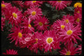 124038 Chrysanthemum 'Priscilla' (Florist Chrysanthemum) A4 Photo Print