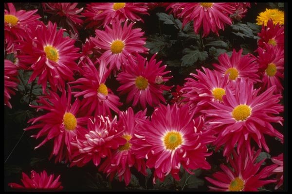124038 Chrysanthemum 'Priscilla' (Florist Chrysanthemum) A4 Photo Print