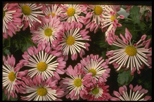 124039 Chrysanthemum 'Type Spatule' (Florist Chrysanthemum) A4 Photo Print