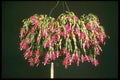 124040 Schlumbergera Bridgesii (Christmas Cactus) A4 Photo Print
