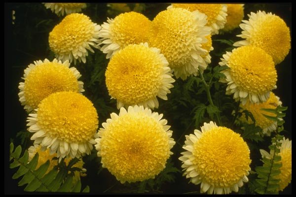 124042 Chrysanthemum 'Powder Puff' (Florist Chrysanthemum) A4 Photo Print