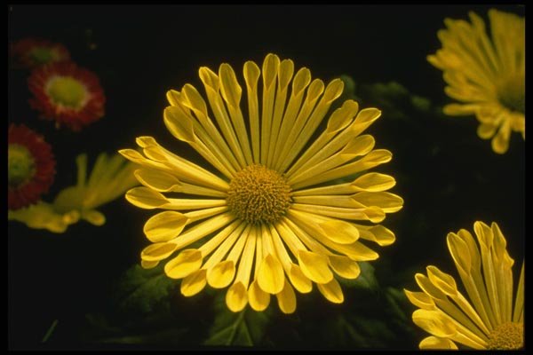 124043 Chrysanthemum 'Spice' (Florist Chrysanthemum) A4 Photo Print