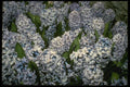 124044 Hyacinthus 'Delf Blue' (Hyacinth) A4 Photo Print