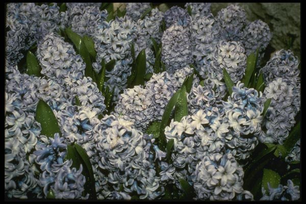 124044 Hyacinthus 'Delf Blue' (Hyacinth) A4 Photo Print
