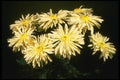124045 Chrysanthemum 'Tan Vedova' (Florist Chrysanthemum) A4 Photo Print