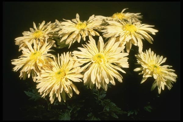124045 Chrysanthemum 'Tan Vedova' (Florist Chrysanthemum) A4 Photo Print