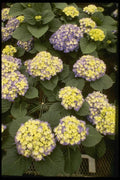 124046 Hydrangea Macrophylla 'Enziandom' A4 Photo Print