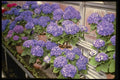 124047 Hydrangea Macrophylla 'Enziandom' A4 Photo Print