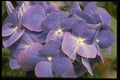 124048 Hydrangea Macrophylla 'Enziandom' A4 Photo Print