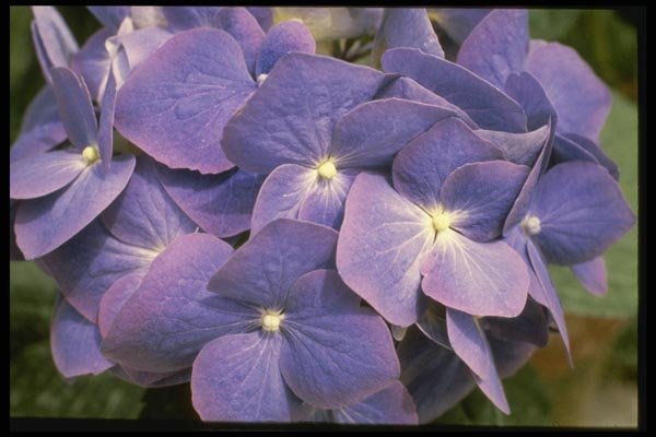 124048 Hydrangea Macrophylla 'Enziandom' A4 Photo Print