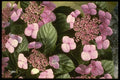 124049 Hydrangea Macrophylla 'La Narth' A4 Photo Print