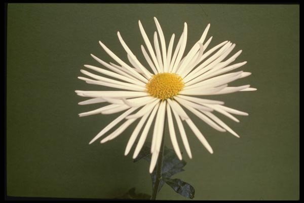 124050 Chrysanthemum Spindles (Florist Chrysanthemum) A4 Photo Print