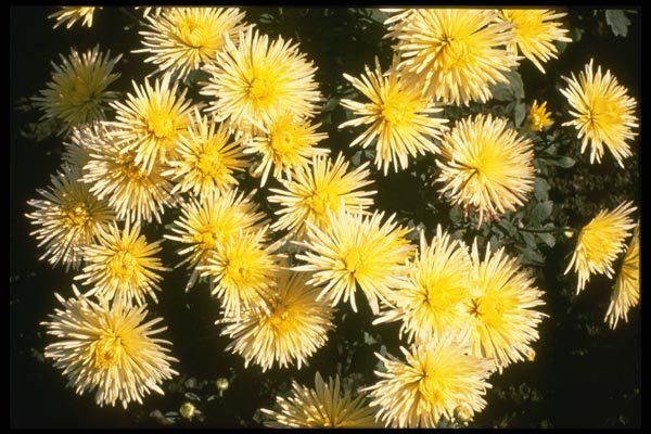 124051 Chrysanthemum 'Sea Urshin' (Florist Chrysanthemum) A4 Photo Print
