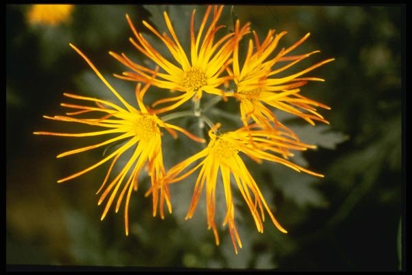 124052 Chrysanthemum 'Saga Koyo' (Florist Chrysanthemum) A4 Photo Print