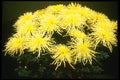 124053 Chrysanthemum 'Yellow Spider' (Florist Chrysanthemum) A4 Photo Print