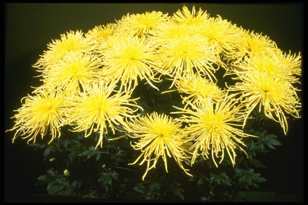 124053 Chrysanthemum 'Yellow Spider' (Florist Chrysanthemum) A4 Photo Print