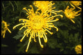 124054 Chrysanthemum 'Confidence' (Florist Chrysanthemum) A4 Photo Print