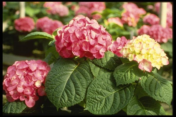 124055 Hydrangea Species A4 Photo Print