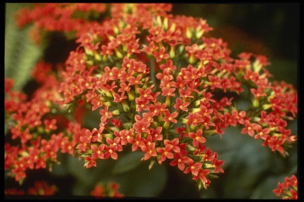 124056 Kalanchoe 'Anne Marie' A4 Photo Print