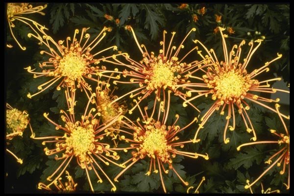 124057 Chrysanthemum 'Scimitar' (Florist Chrysanthemum) A4 Photo Print