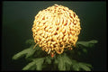 124058 Chrysanthemum 'Sous Lieutenant Andre Reffaud' A4 Photo Print