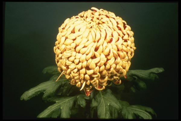 124058 Chrysanthemum 'Sous Lieutenant Andre Reffaud' A4 Photo Print